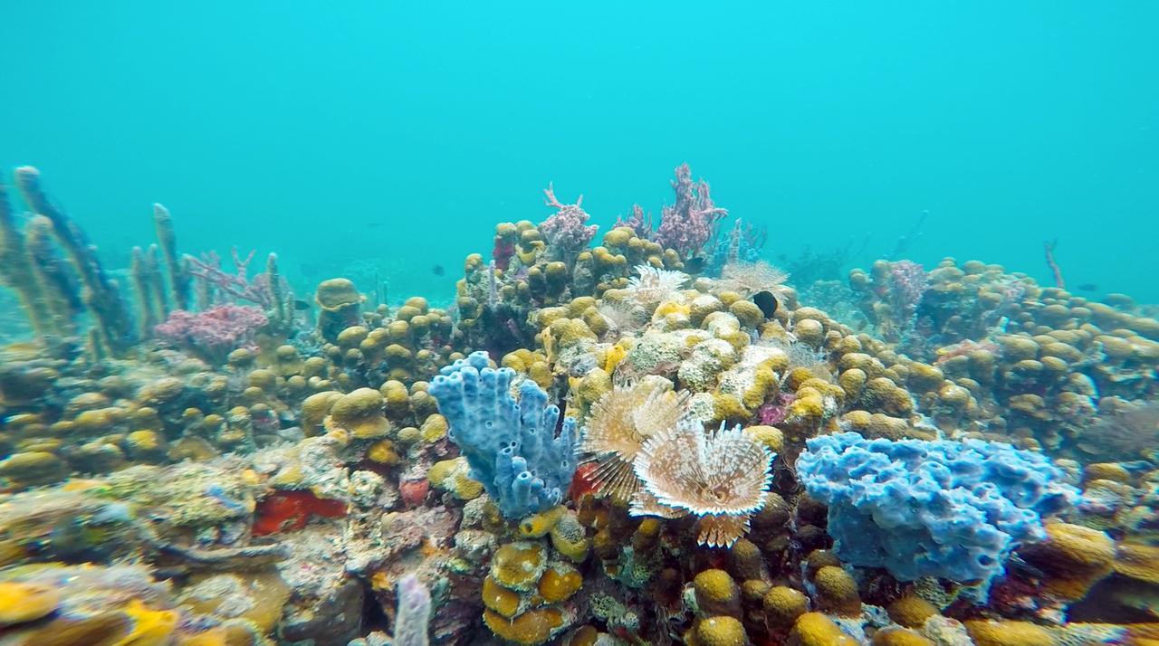 Azul Paradise Bastimentos Eksteriør bilde
