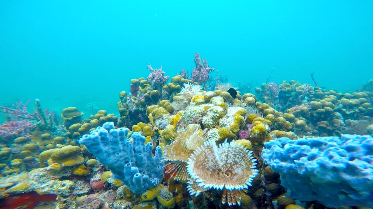 Azul Paradise Bastimentos Eksteriør bilde